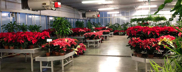 Neues Ausstellungskonzept für Legnaia Vivai