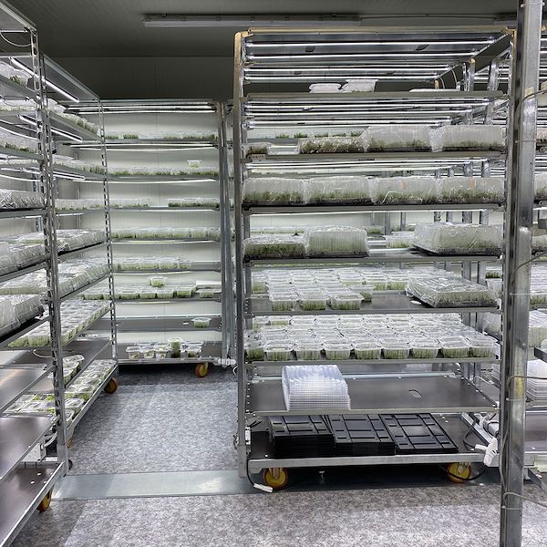 Chariot DC avec kit d'éclairage LED pour GERMINATION ET GREFFAGE