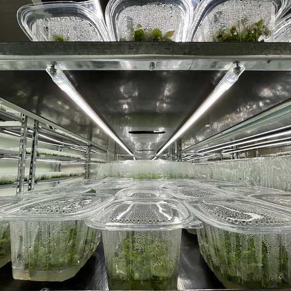 DC trolley with led lights kit for GERMINATION AND GRAFTING