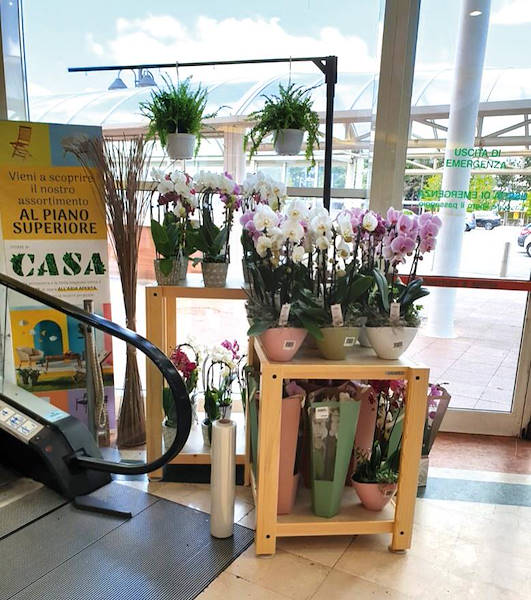 AMOR Linie für den Blumenladen-Zeitungskiosk 