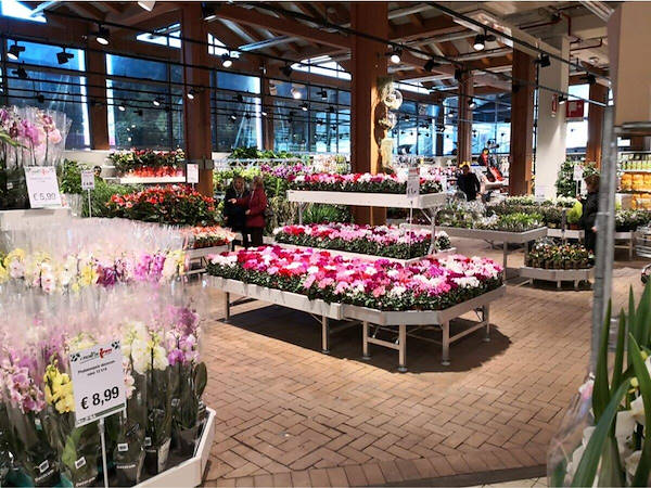 Modernización del área de exhibición de plantas y flores