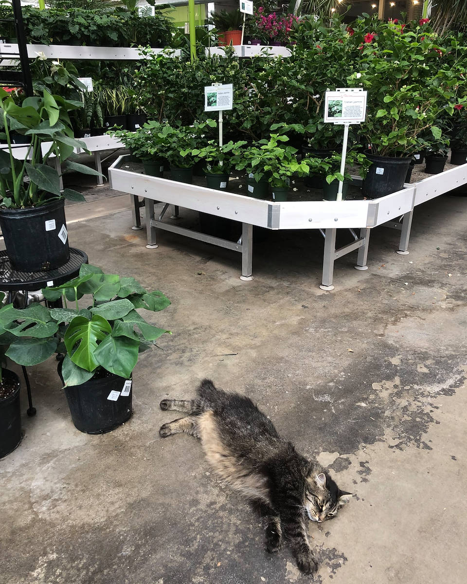 Die Orlandelli Displaypaletten mit Lacey