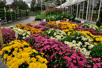 RUSSIA - MOSCOW - The official opening of the Garden Center in a new format!