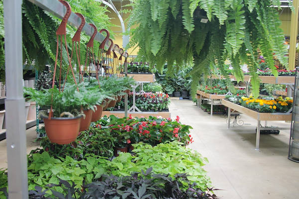 Serie AMOR für die Neugestaltung des Pflanzen- und Blumenbereichs von „Urban Hardware“