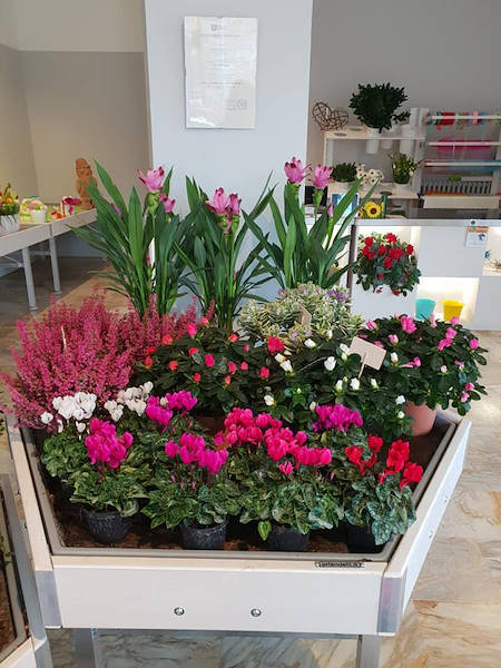 Sogno Fiorito, il nuovo Flower Shop