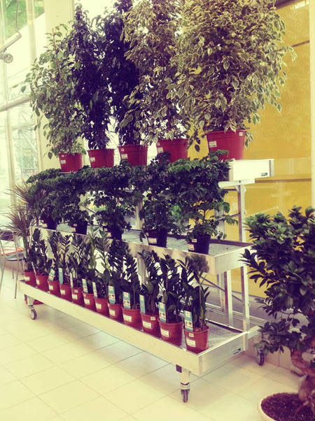 SUN GREEN - Saratov. Der zweite Gartencenter in Russland dieser Kette