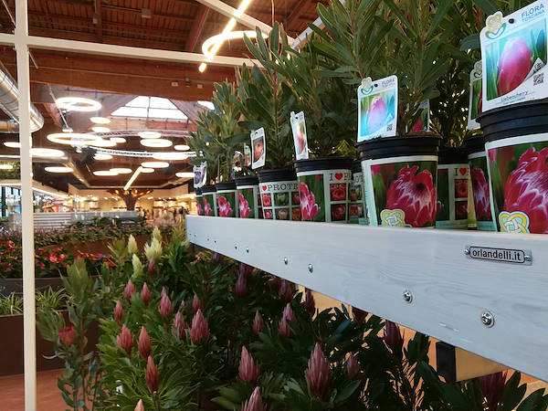 The Flora Toscana Greenhouse