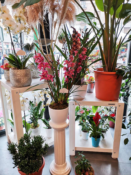The new look of “Oasi dei Fiori” in Milan is renewed with a young and elegant layout