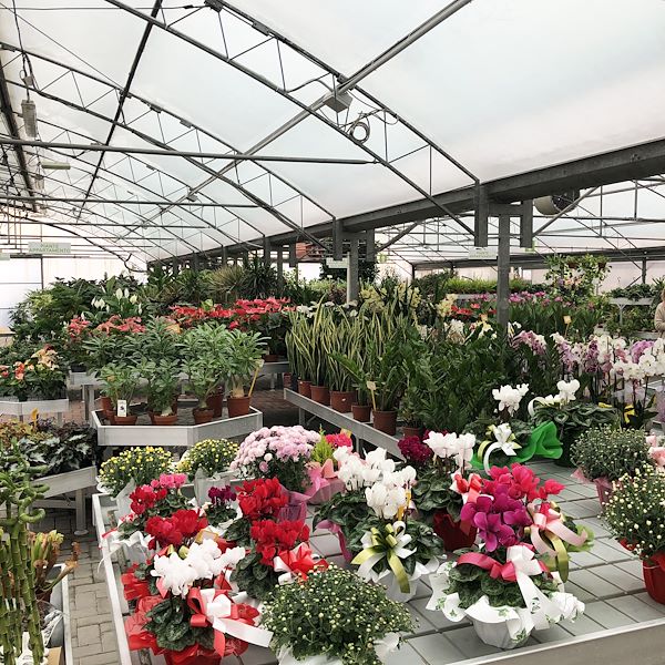 The new look of Garden Frediani