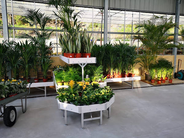 يجدد النباتات والورودViveros del Valle