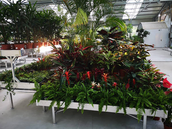 Viveros del Valle renueva la exposición de plantas y flores